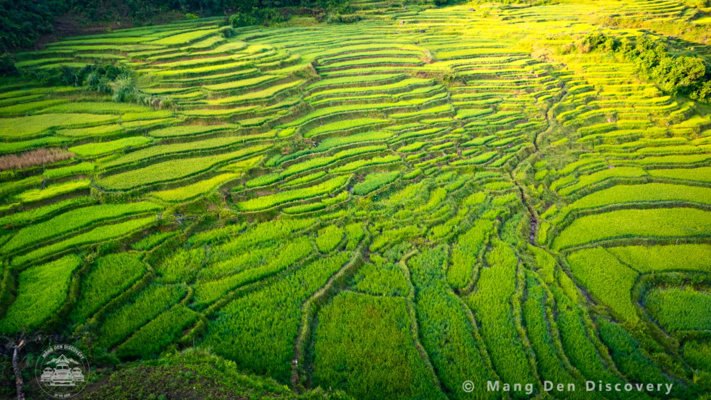 ruộng bậc thang kon tu rằng trong khu&ocirc;n vi&ecirc;n n&uacute;i rừng h&ugrave;ng vĩ trong photo tour măng đen