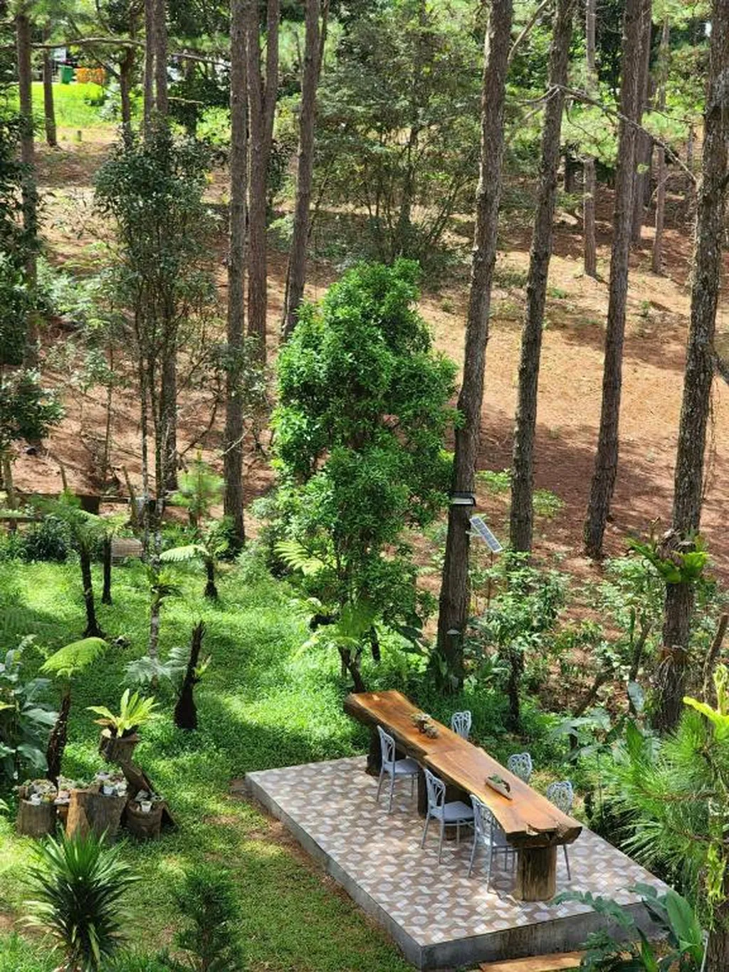 bàn dài ngoài trời giữa rừng thông tại Casa Vanilla Măng Đen