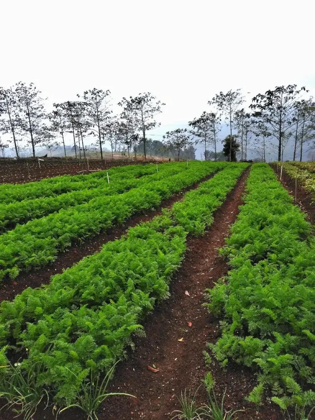 Luống rau xanh tại Thiện Mỹ Farm Măng Đen trong kh&ocirc;ng gian cao nguy&ecirc;n