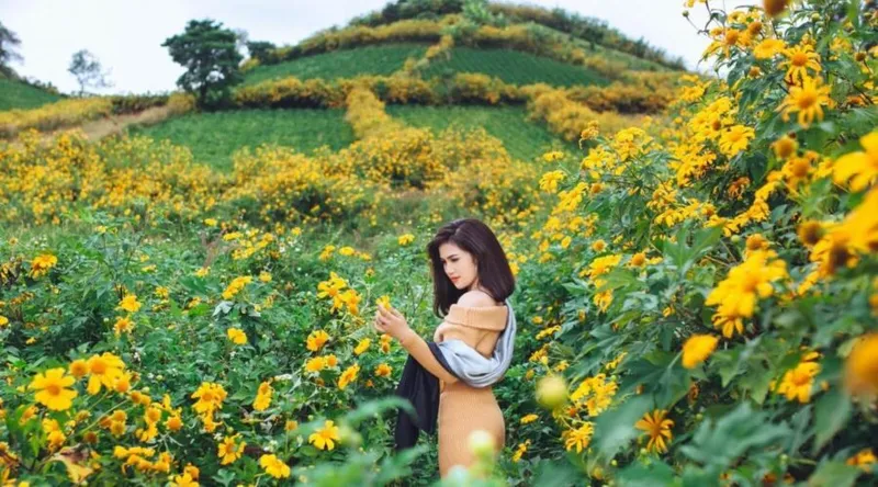 Du khách chụp ảnh giữa con đường hoa dã quỳ nở vàng ở Măng Đen