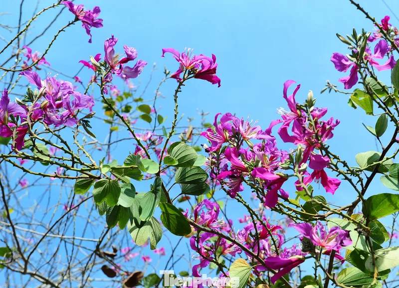 Hoa ban tím khoe sắc trên nền trời xanh tại Măng Đen