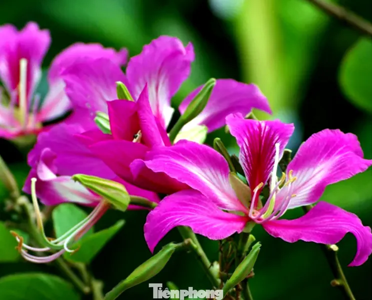 Cận cảnh chùm hoa ban tím nở tại cao nguyên Măng Đen