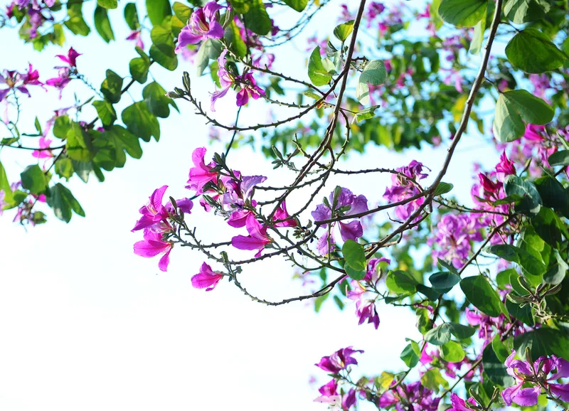 Cành hoa ban tím nở rộ tại Măng Đen trong mùa khô tháng 12 đến tháng 1