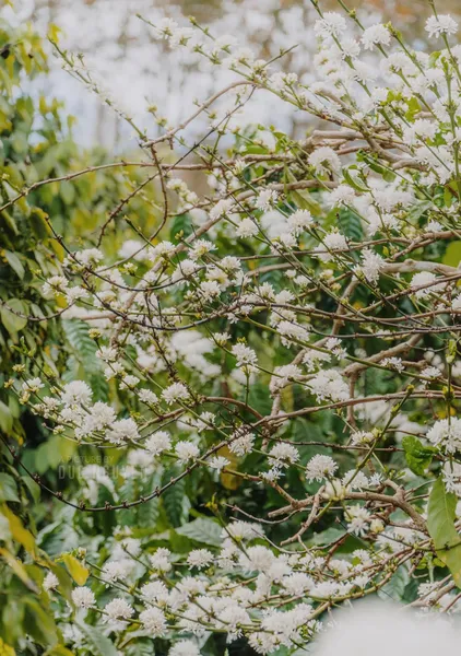 Cận cảnh cành hoa cà phê nở trắng tại Măng Đen