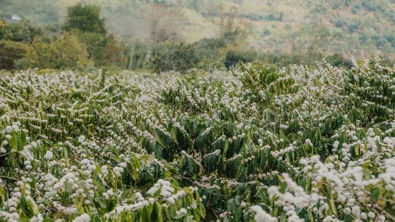 Vườn hoa cà phê nở trắng đồng loạt tại vùng ven Măng Đen