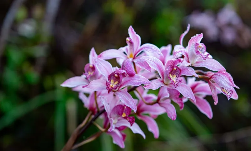 Cận cảnh chùm địa lan nở hồng tại làng Vi Rơ Ngheo, Măng Đen