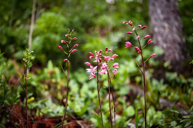 Cụm hoa địa lan hồng nở rộ giữa nền lá xanh tại Măng Đen