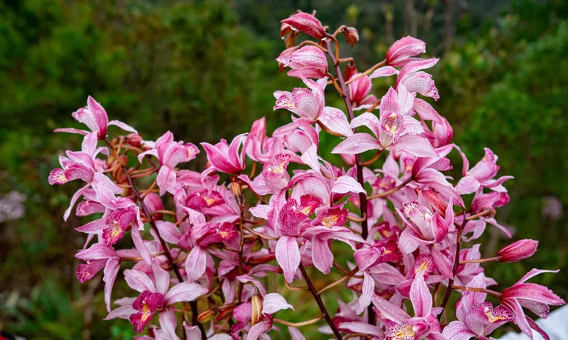 Khóm địa lan rừng nở tại Măng Đen, sắc tím hồng nổi bật trong mùa đầu năm