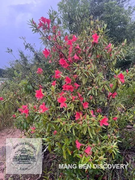 Hoa đỗ quyên nở rực trên sườn núi Măng Đen vào mùa xuân