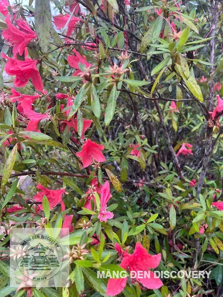 Cành hoa đỗ quyên đỏ hồng nở dày trên nền rừng Măng Đen
