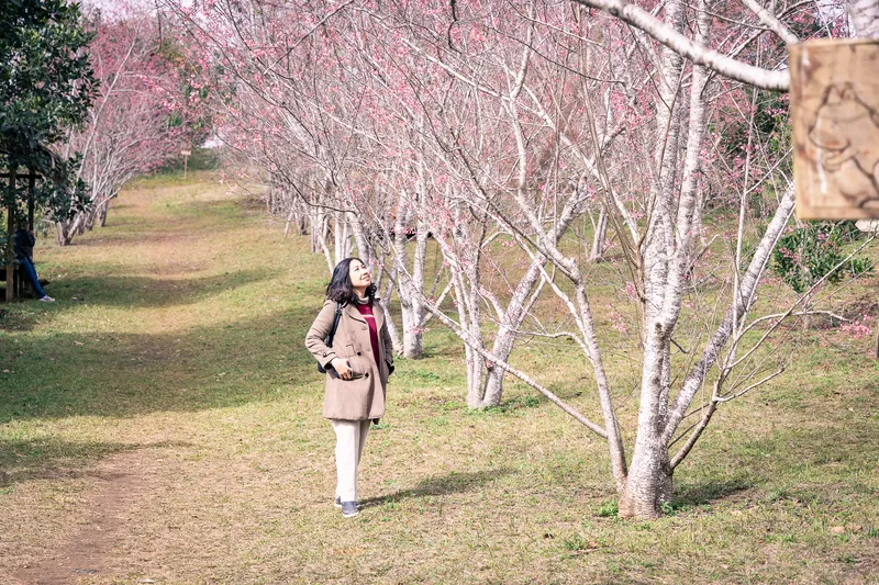 Con đường mùa hoa mai anh đào tại Măng Đen với hàng cây nở hồng hai bên