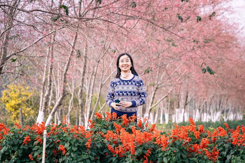 Du khách tạo dáng giữa vườn hoa mai anh đào nở rộ ở Măng Đen