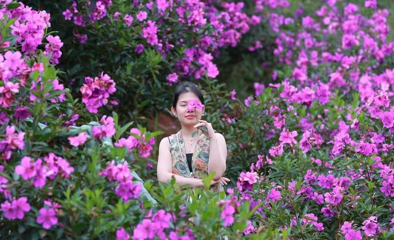 Du khách chụp ảnh giữa đồi hoa mua tím nở ở Măng Đen