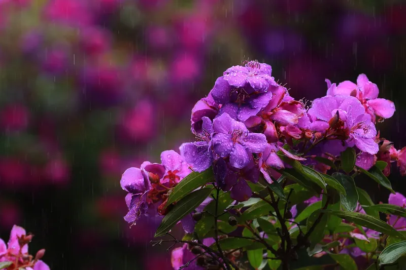 Cận cảnh chùm hoa sim tím đậm tại cao nguyên Măng Đen