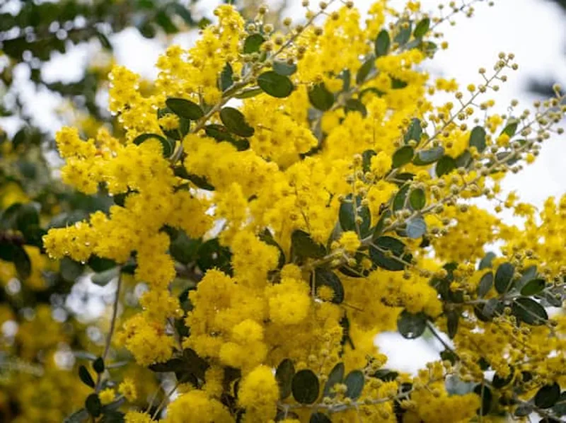 Hoa mimosa vàng nở rực tại Măng Đen vào mùa đầu năm