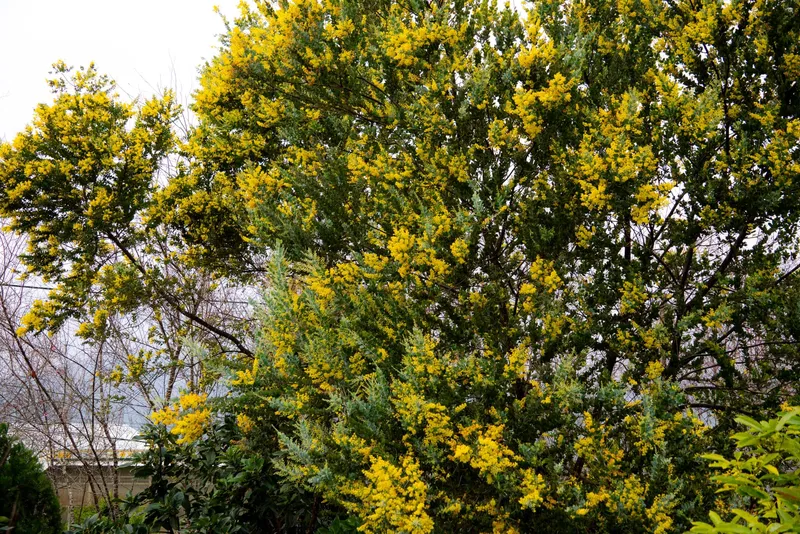 Tán hoa mimosa vàng rực bên đường tại Măng Đen