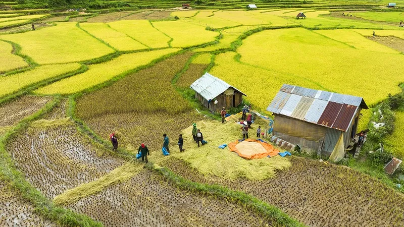 Ruộng bậc thang mùa lúa chín vàng tại Măng Đen nhìn từ trên cao
