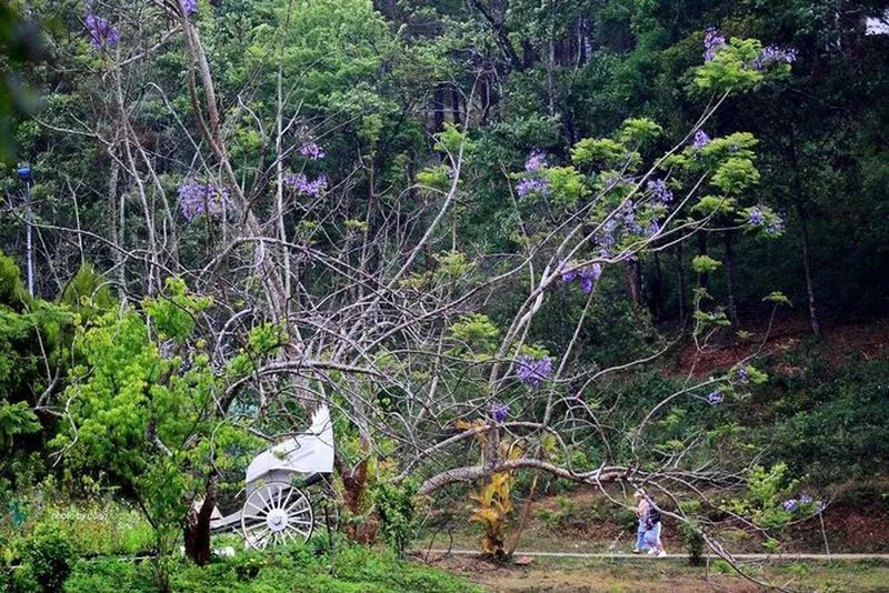 Hoa phượng tím nở trên nền cây rừng tại Măng Đen, bổ sung thêm gam tím cho bức tranh mùa hoa