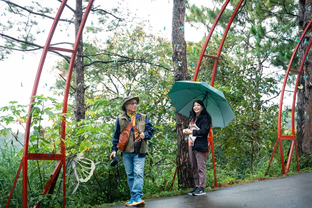 Du khách trung niên đi nhẹ trong rừng thông Măng Đen