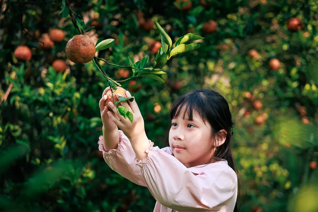 Bé gái hái quả trong vườn tại Măng Đen